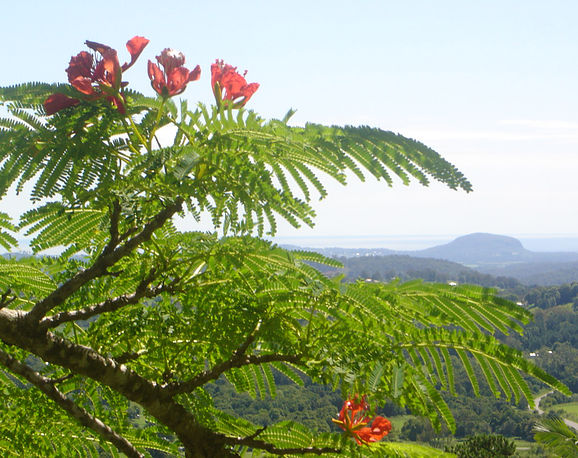 Mapleton hinterland scenery